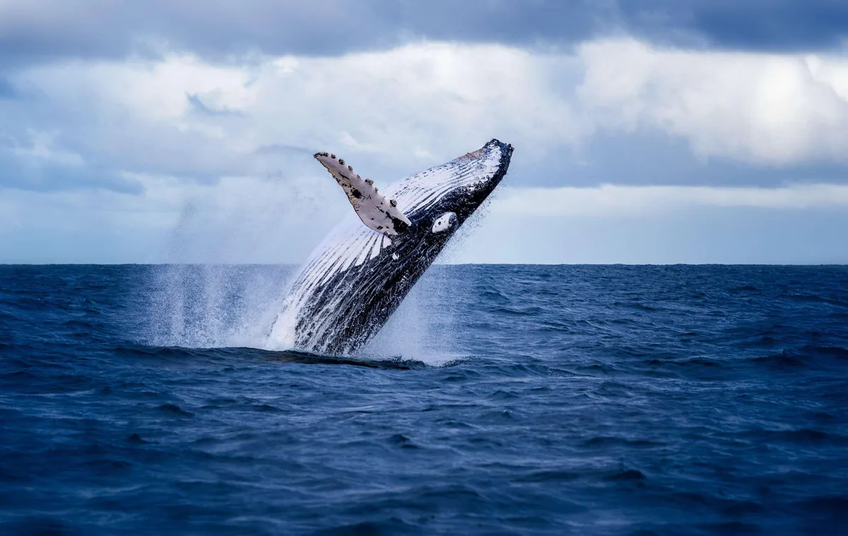 Avistamiento de ballenas desde Akureyri fiordo Eyjafjordur Special Tours Iceland