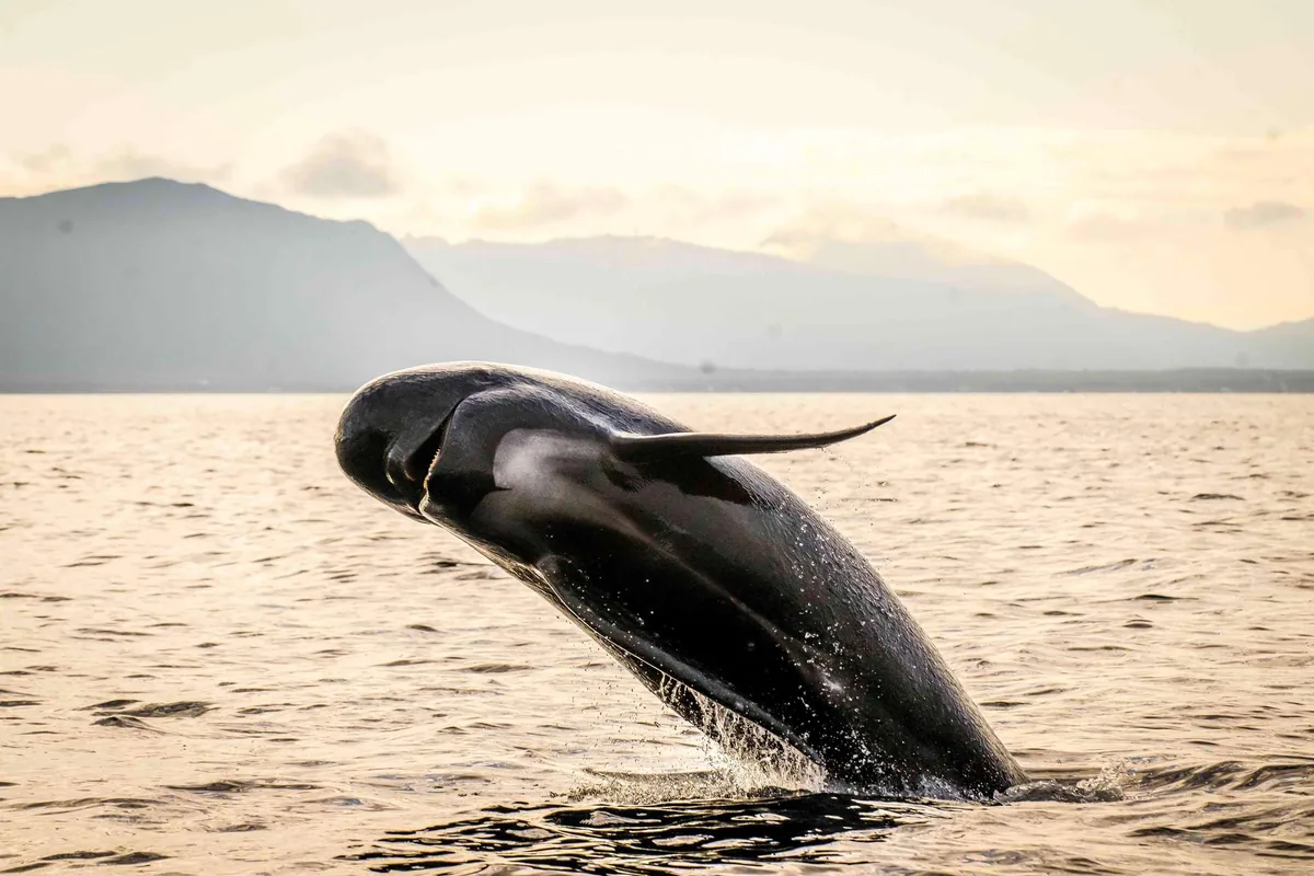 Observation baleines macareux Bleik Vesteralen semi rigide Green Gold of Norway