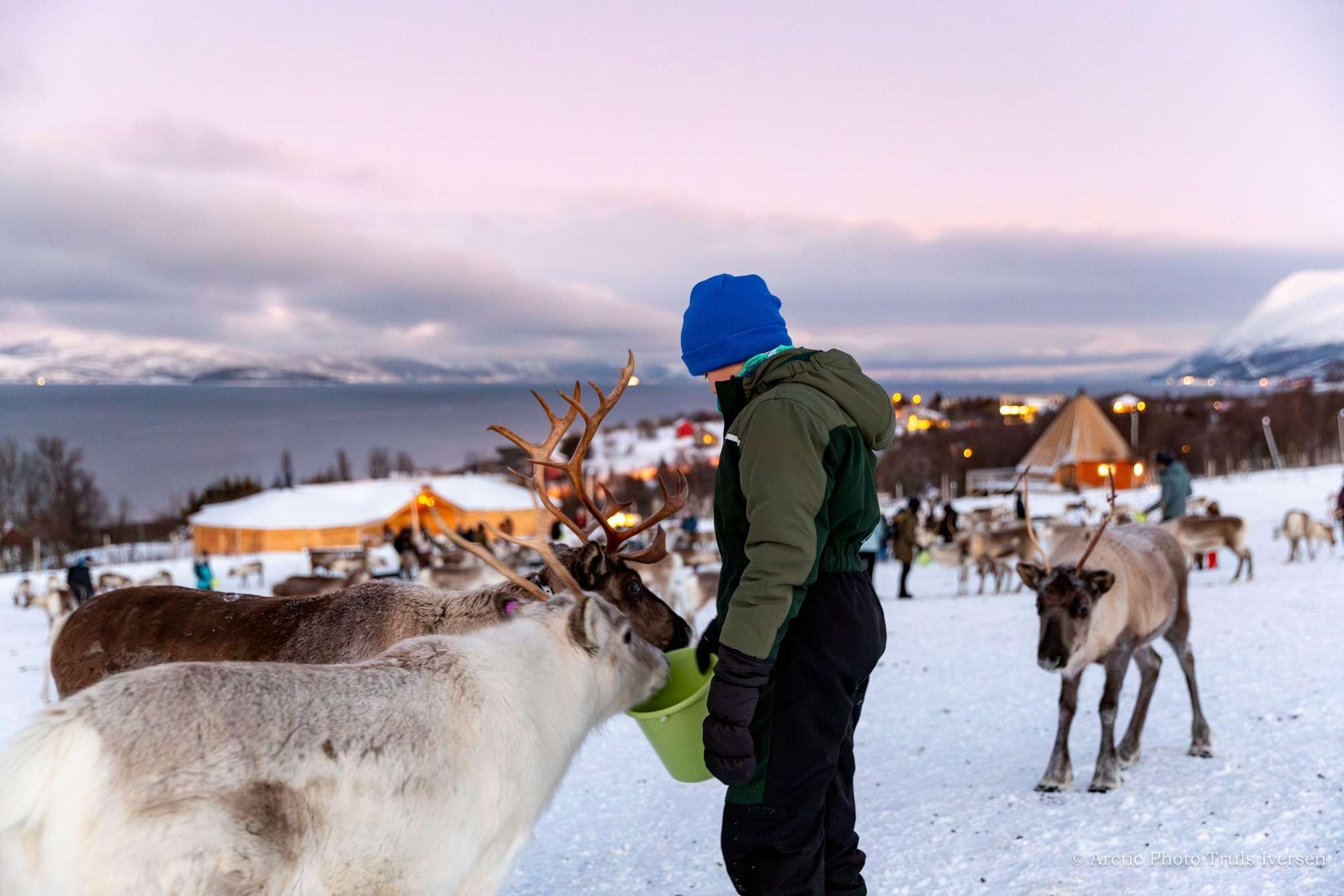 Encuentro con el rebaño de renos del pueblo Sami con almuerzo tradicional en Tromsø Noruega