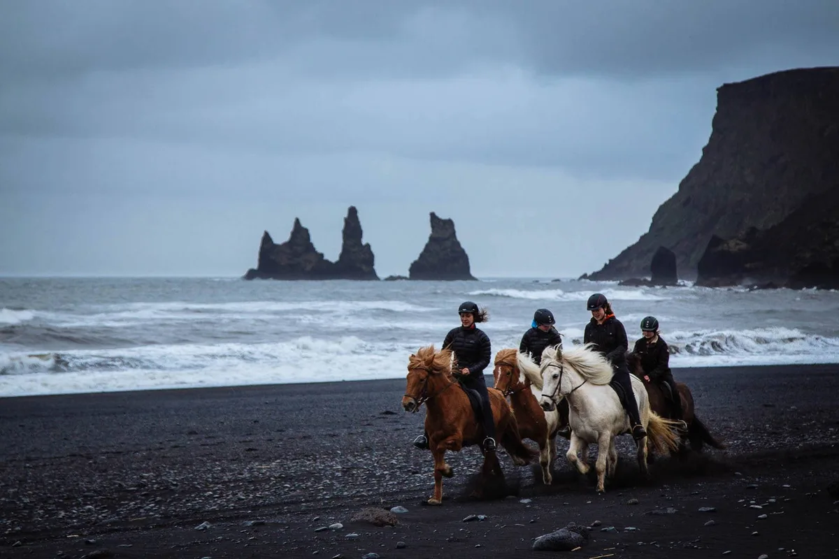 Icelandic horse ride on the black-sand beach of Víkurfjara near Vík in Iceland