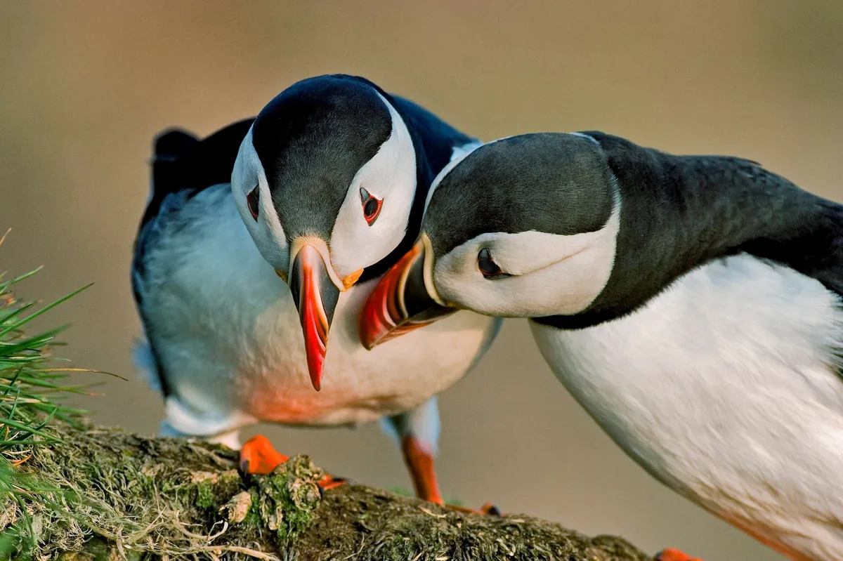 Boat trip to watch puffins in Reykjavik with Special Tours aboard the old wooden boat Skúlaskeið