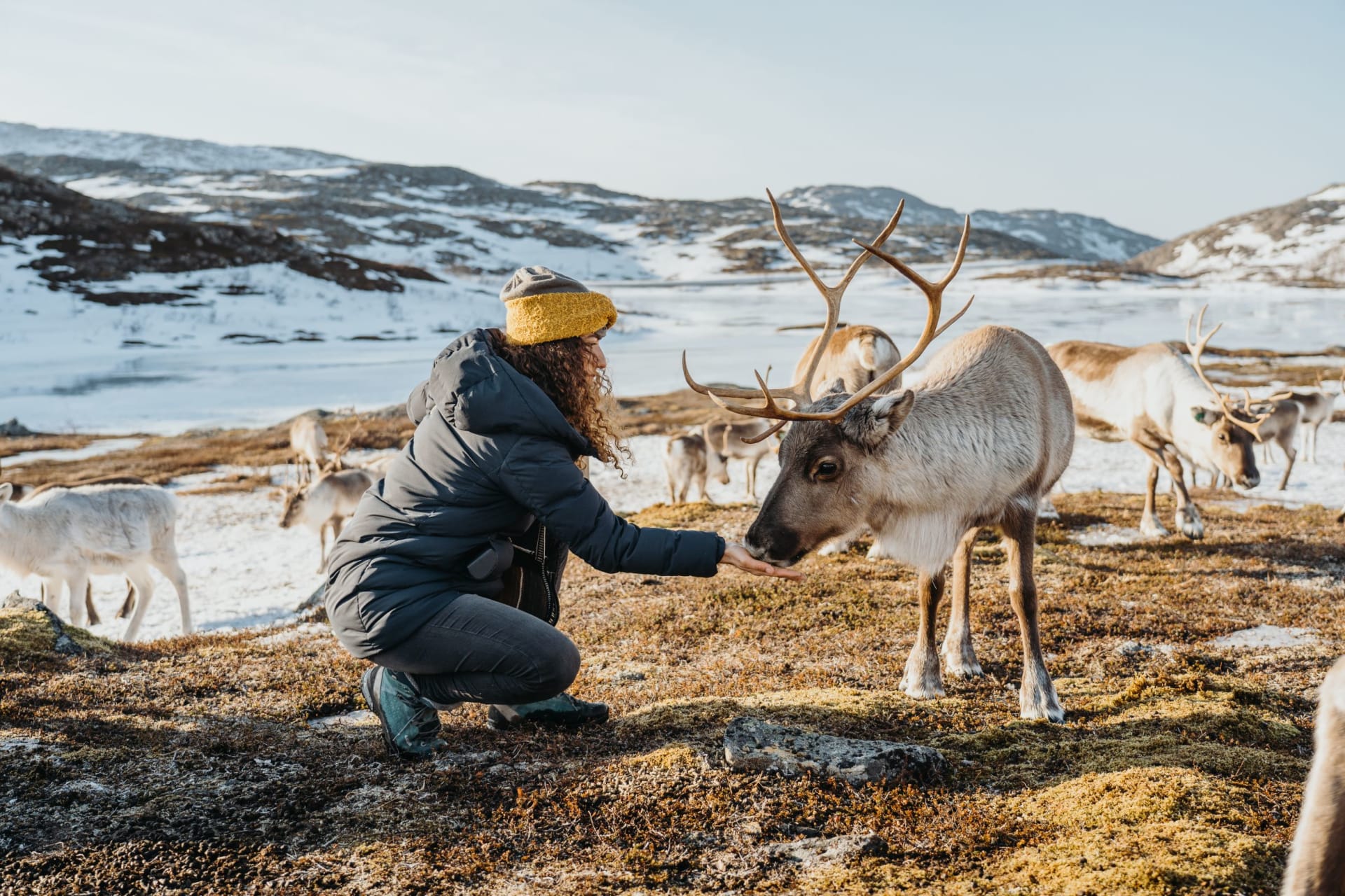 Jornada completa cultura sami renos y fiordos articos con Wondering Reindeer hacia Kvaloya y Sommaroy desde Tromso