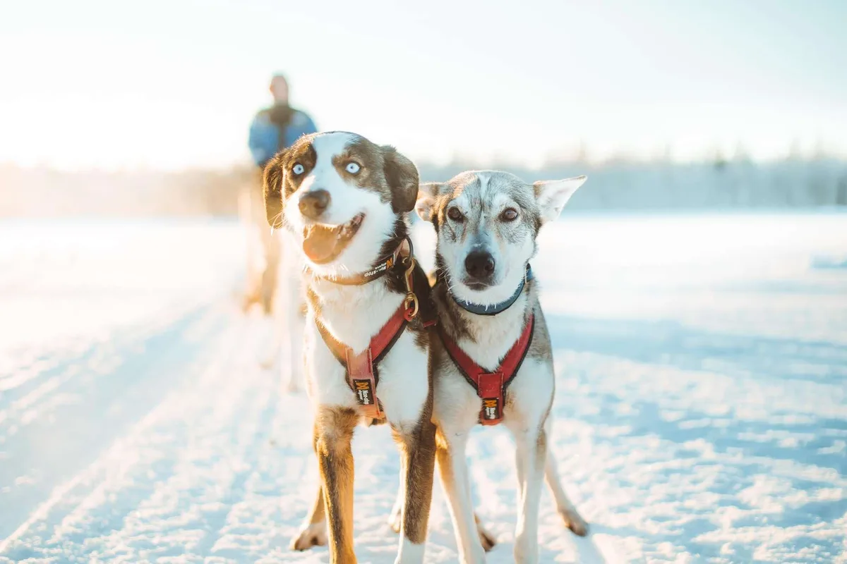 6 km husky sledding adventure at Apukka Resort with no guide in Rovaniemi Finnish Lapland
