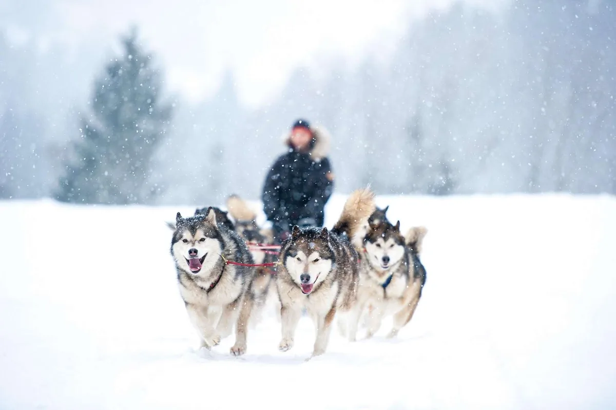 2 km dog sled ride and tour of the kennel with over 100 Siberian huskies at Arctic Circle Husky Park Rovaniemi