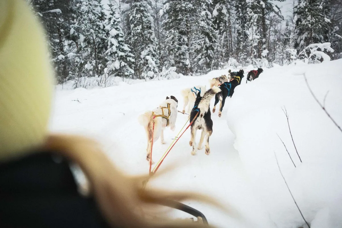 Self-drive 4-5 km dog sled ride through the frozen forest at Santa Claus Holiday Village near Rovaniemi
