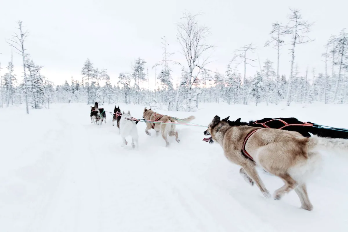 Compact 2.5 km dog sled ride with Bearhill Husky at Santa Claus Village in Rovaniemi Finnish Lapland