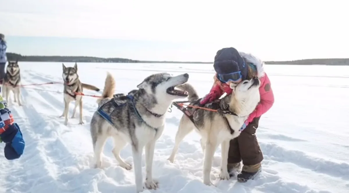 Husky sledding ride at the family husky farm near Rovaniemi Finnish Lapland
