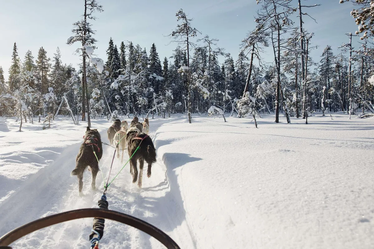 5 km dog sled ride with Bearhill Husky including a tour of the modern kennel in Rovaniemi Finnish Lapland