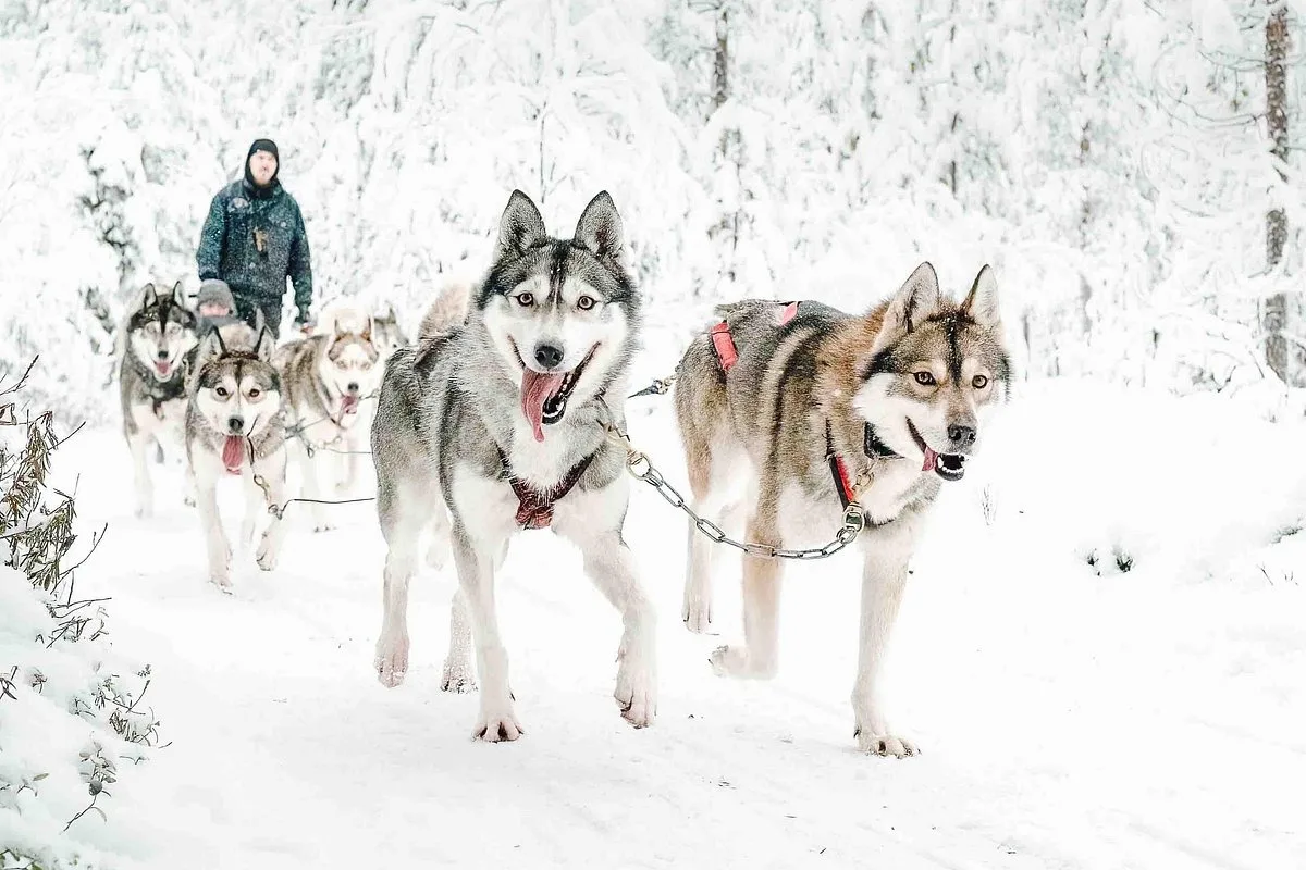 Small group mushing with Pure Lapland in a private area 15 minutes from Rovaniemi Finnish Lapland