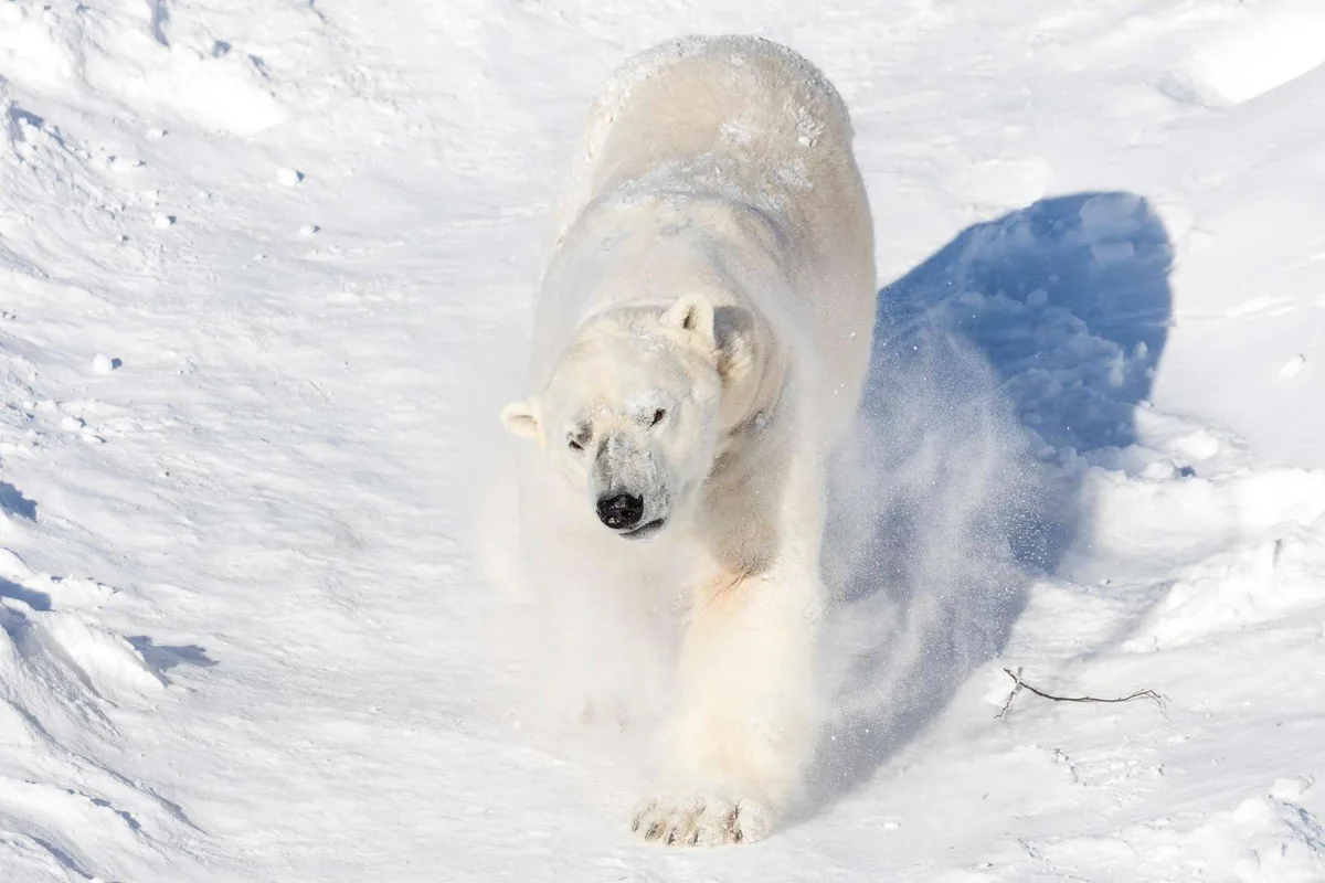 Polar bear at Ranua Zoo in Finnish Lapland: Finland's only polar bear in its snowy enclosure, among the 60 Arctic species at the wildlife park an hour from Rovaniemi