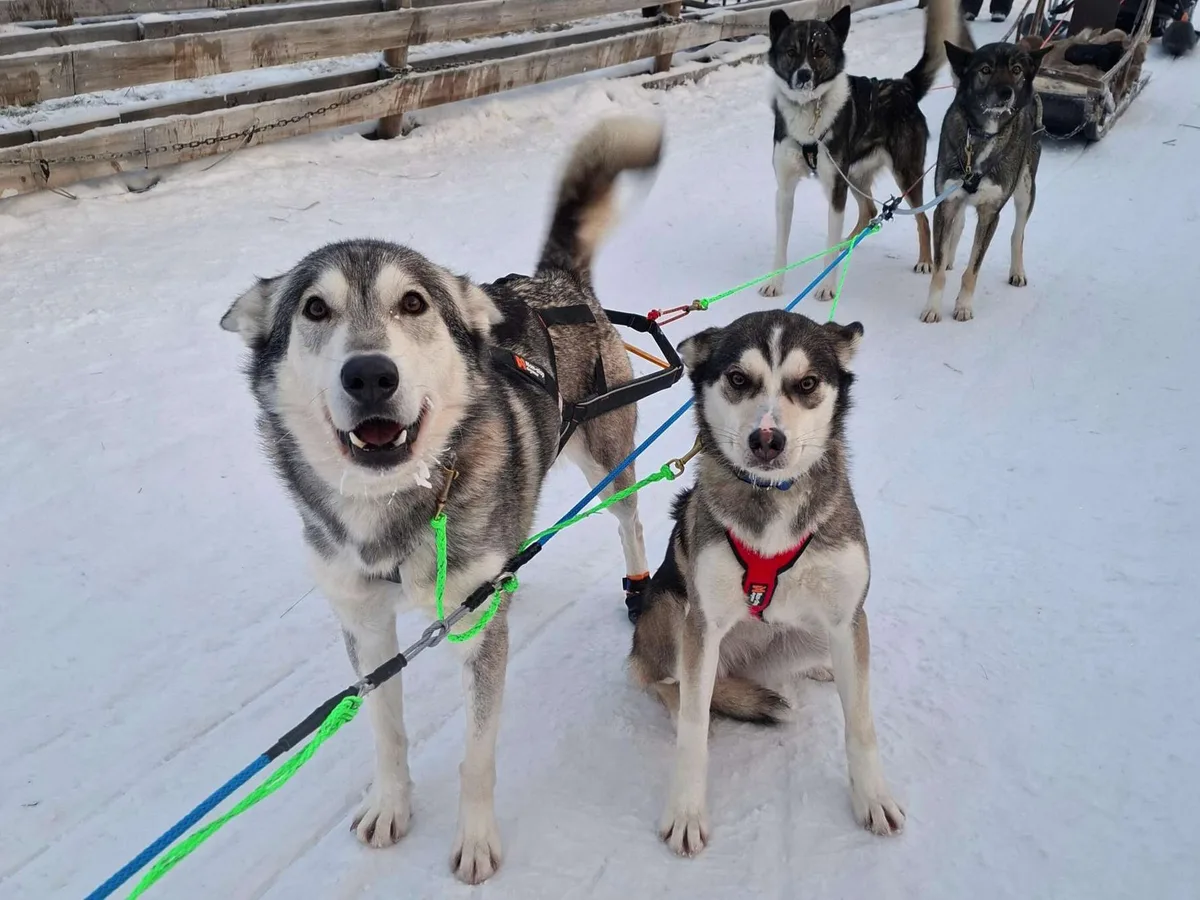Dog sledding safari 5 plus 2 km to a reindeer farm with North Tours in Rovaniemi Finnish Lapland