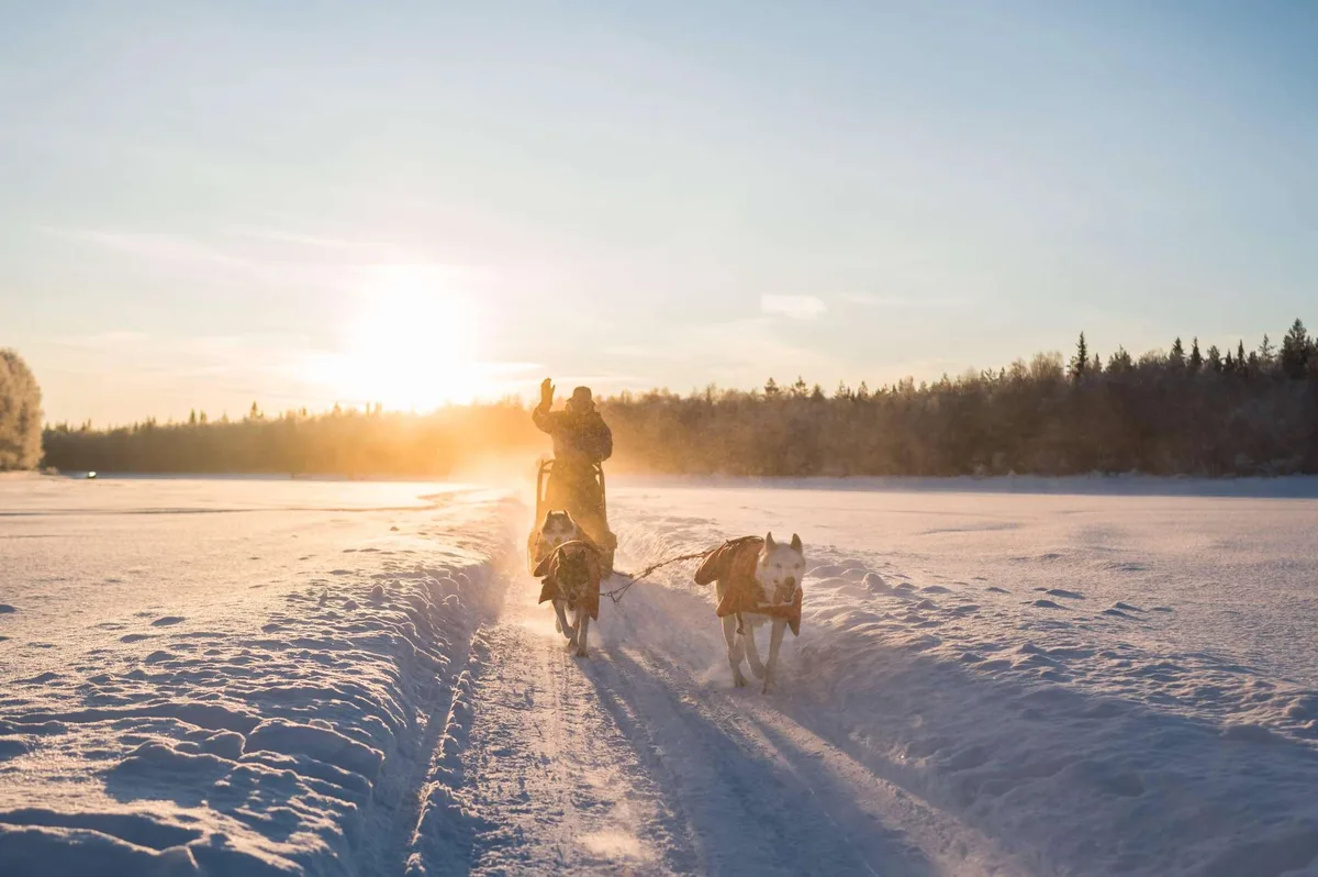 10 km Forest Escape husky safari with Baba Husky in untouched forest near Rovaniemi Finnish Lapland