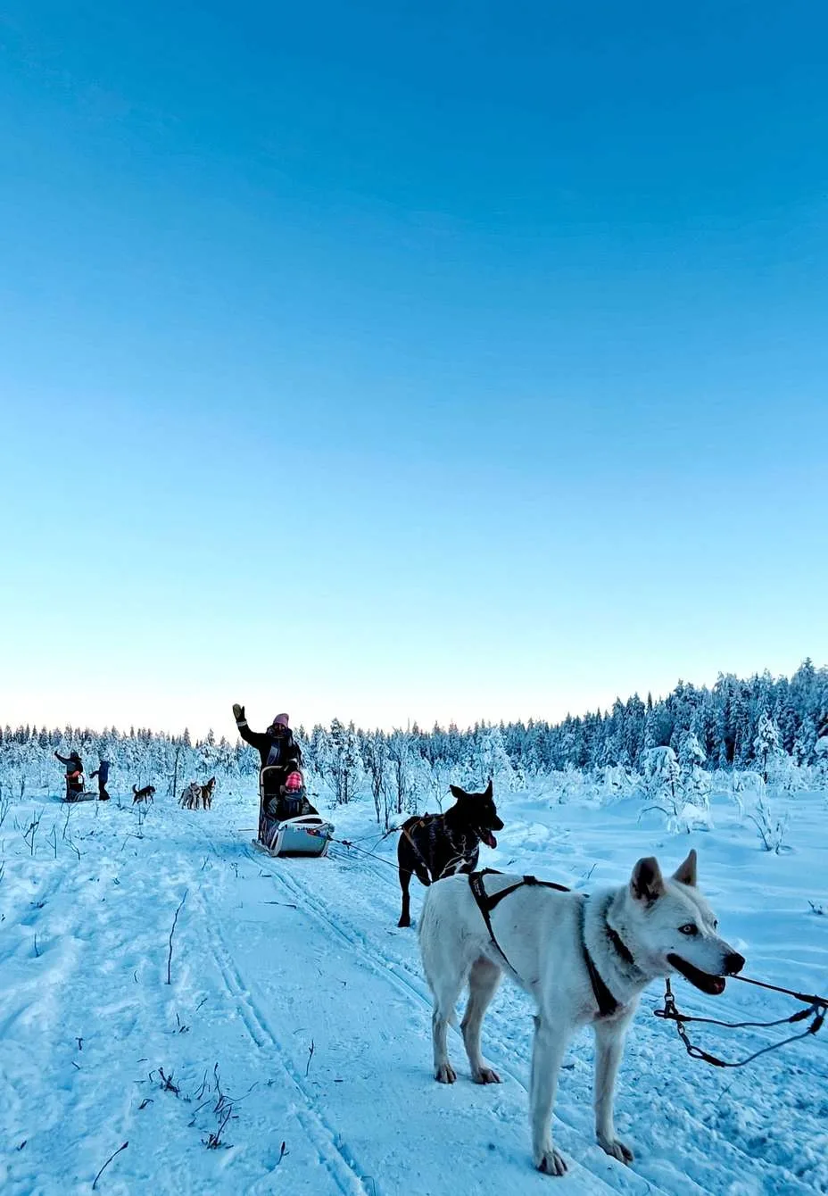 Husky safari 6 to 10 km with transfers and barbecue in a kota by A Day In Lapland in Rovaniemi Finnish Lapland
