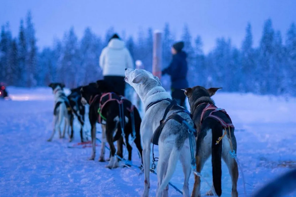 Husky safari 8 to 10 km with a visit to Pyha Husky Farm in Kemijarvi Finnish Lapland