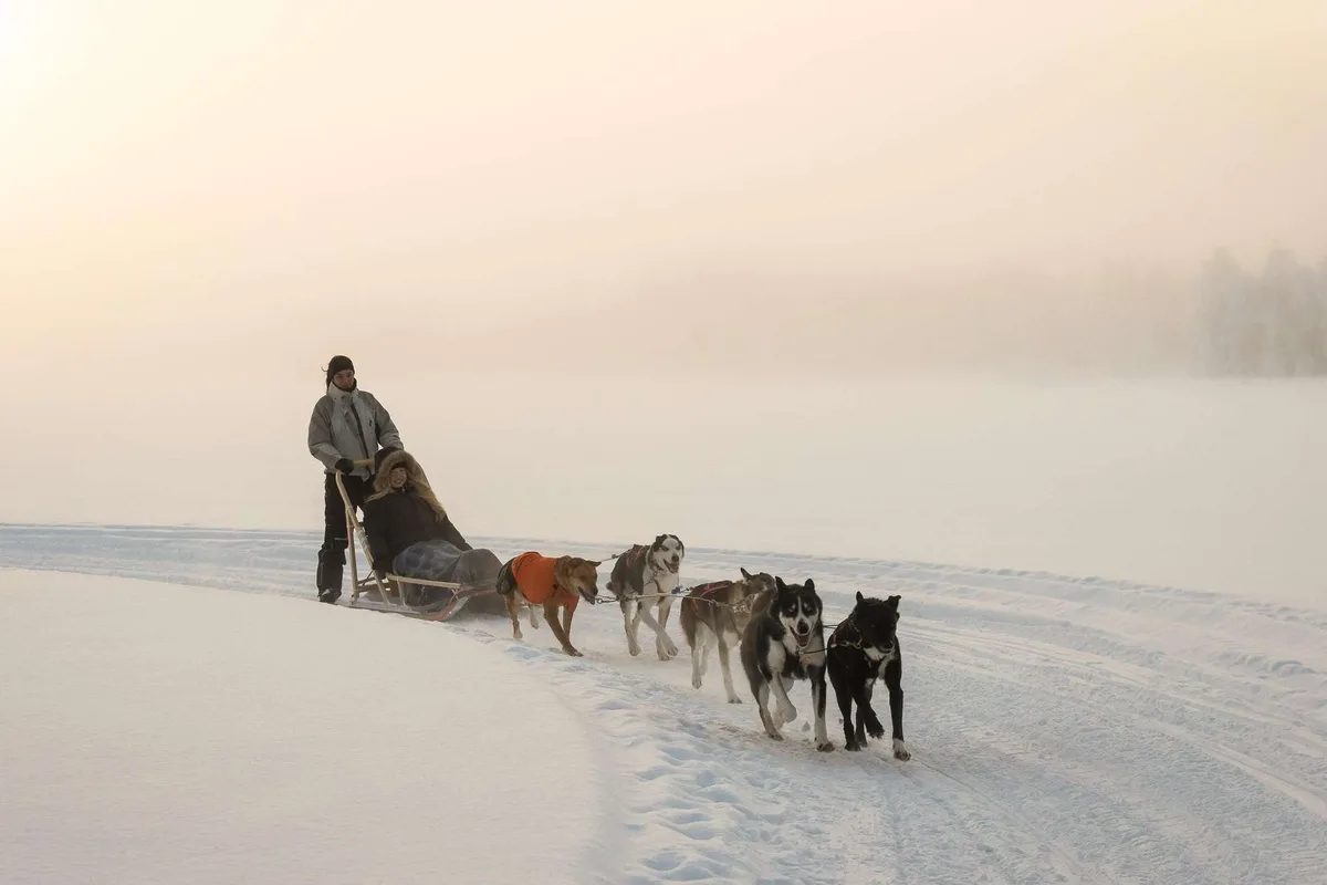 Daytime self-drive husky safari 5 km with Safartica in Rovaniemi Finnish Lapland