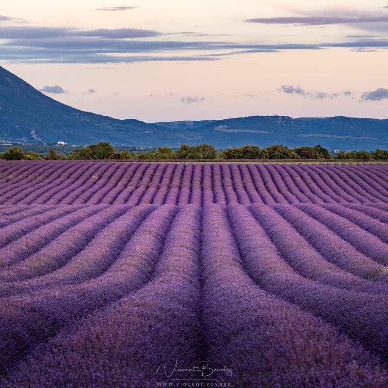 How And When To See The Lavender Fields Of Valensole In Provence France